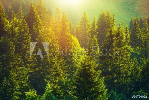 Afbeeldingen van Summer in Alpine Forest